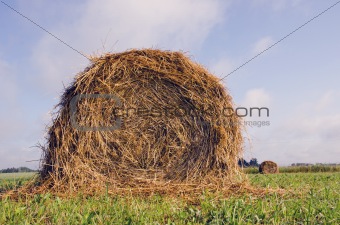 Rolls of hay