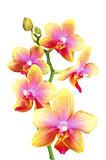 Pink and yellow orchid isolated on white background
