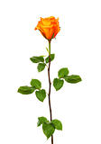 Orange rose isolated on white background