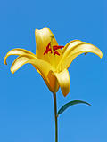 Big yellow lily flower