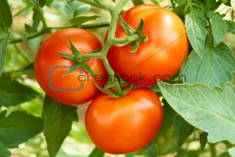 Bunch with three red tomatoes