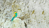 bee-eaters (Merops Apiaster)