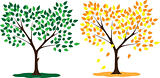 Tree seasons summer and autumn