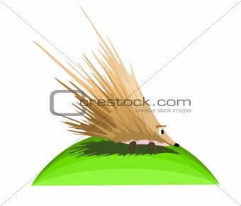 Very prickly hedgehog, illustration