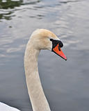close up of the head white swan