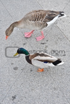 Ducks on a stone promenade on the pond
