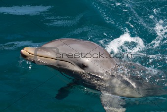 A wild bottlenose dolphin (Turisops Truncatus)  