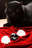 Black cat over skulls