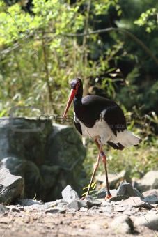 black stork 