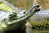 detail of alligator head