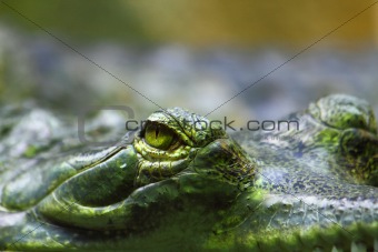 detail of alligator head