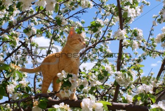 Young ginger cat