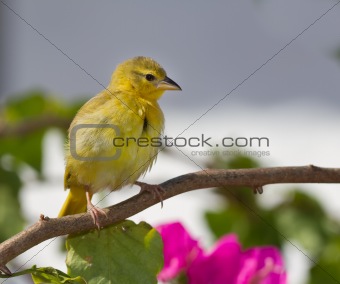 Yellow canary