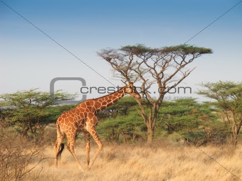 Giraffe walking across savannah 