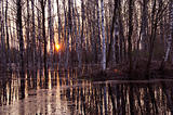 spring evening sunset in the forest