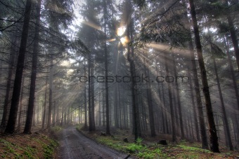 God beams - coniferous forest in fog