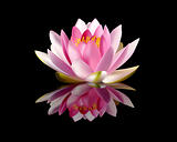 pink water lily 