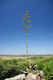 green tall plant at Girona landscape