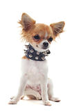 chihuahua with studded collar