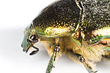 iridescent bug in close up from side