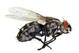 dead horse fly in close up
