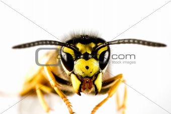 head of wasp in white background