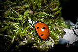 single ladybug