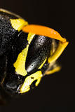 Head of wet wasp in extreme close up