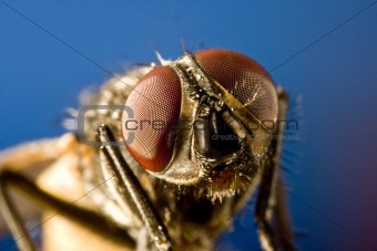 Horse fly with black background and huge compound eyes