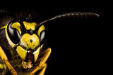 head of wasp in black background