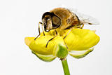 bee on yellow flower in extreme close up