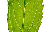 part of green leaf in close up