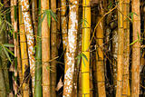 Bamboo Grove Details