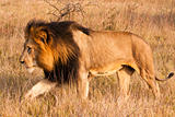 Male Lion On The Move