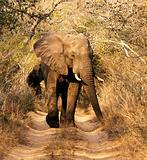 Wild African Bull Elephant