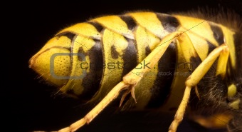 back of wasp in black background