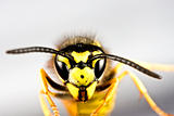 head of wasp in grey background
