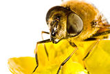 bee on yellow flower in extreme close up