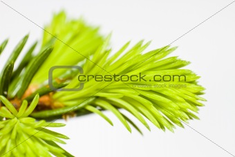 close-up of fir tree