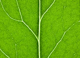 green leaf with structure in close up