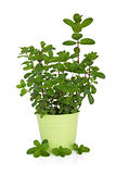 Mint Herb Plant
