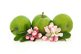 Apple Fruit and Flower Blossom