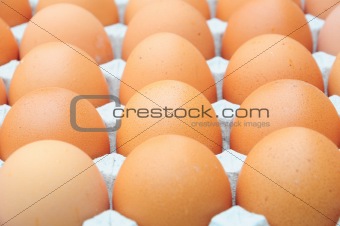 fresh organic brown eggs