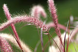 Purple fountain grass (Pennisetum setaceum)