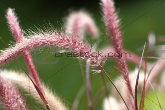 Purple fountain grass (Pennisetum setaceum)