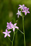 harebell