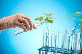 Research, plants growing in test tubes in a research laboratory
