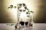 Research, plants growing in test tubes in a research laboratory