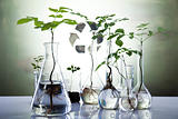 Ecology laboratory experiment in plants