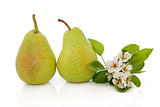 Pear Fruit and Flower Blossom